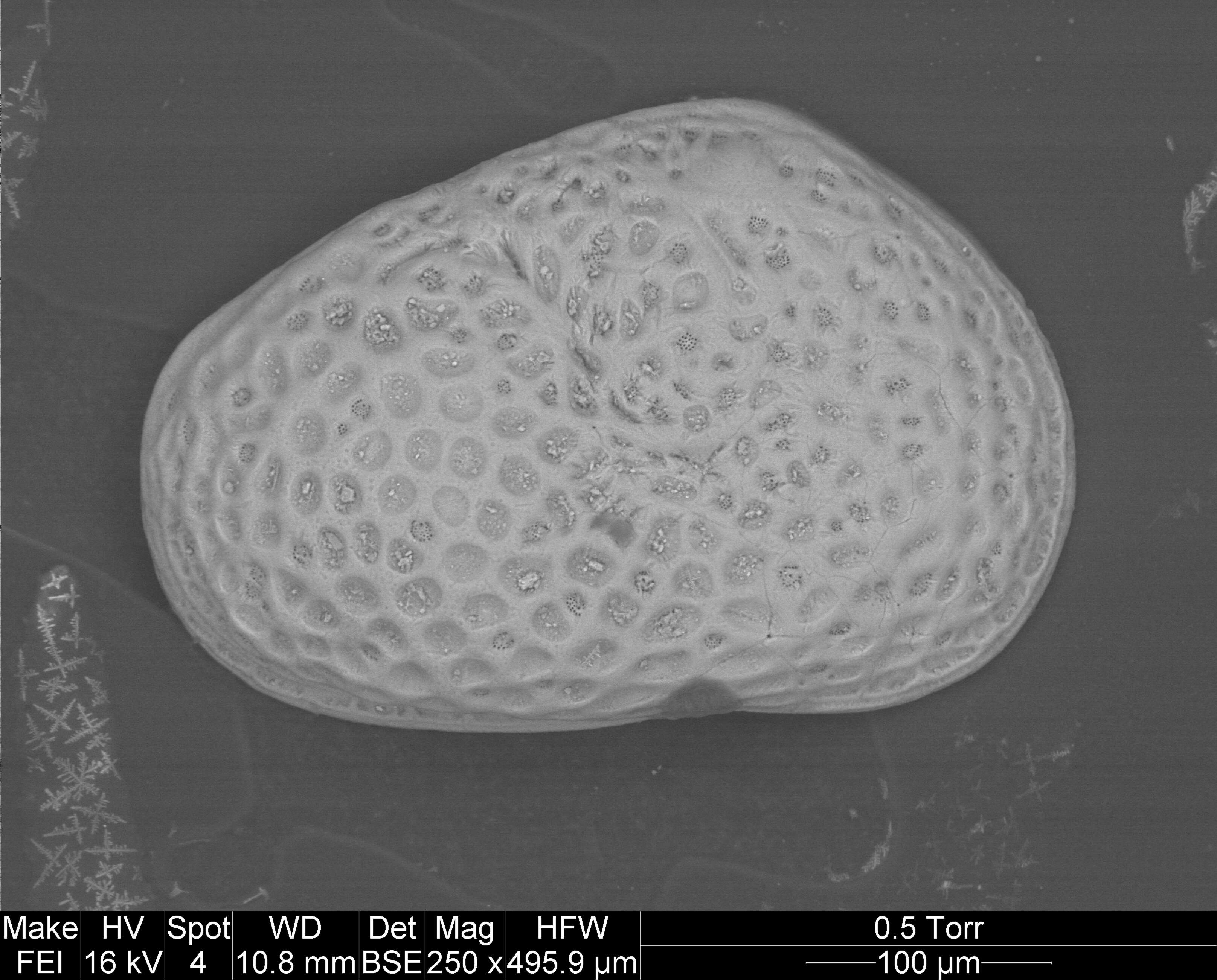 Imagem de Cytheromorpha curta Edwards 1944