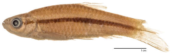 Слика од Rasbora daniconius (Hamilton 1822)