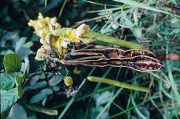Image de Senna latifolia (G. Mey.) H. S. Irwin & Barneby