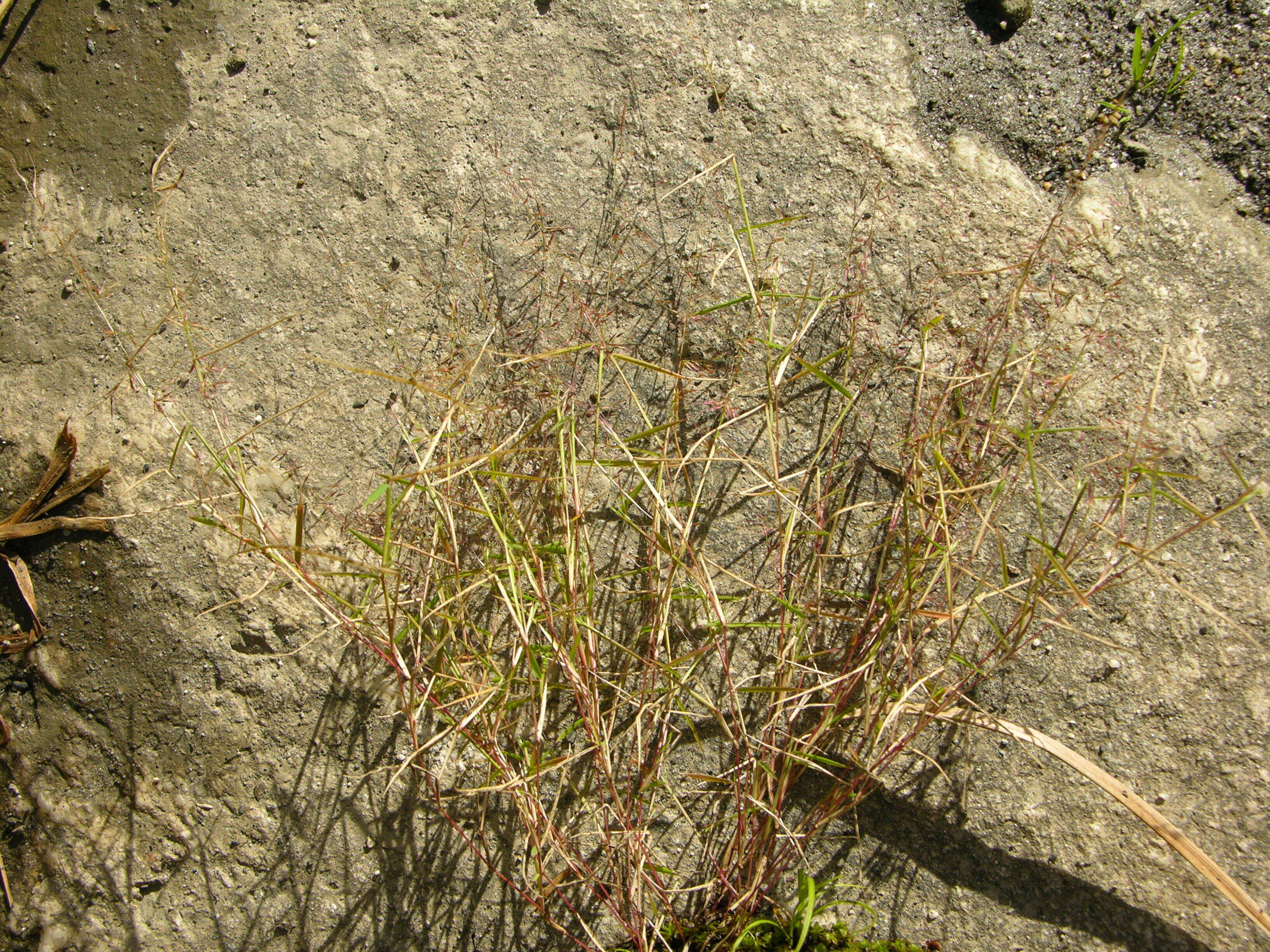 Image of Muhlenbergia ciliata (Kunth) Kunth