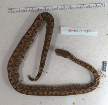 Image of Solomon Island Ground boa