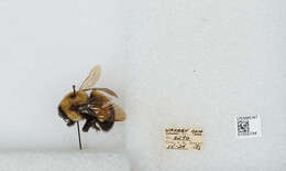 Слика од Bombus affinis Cresson 1864