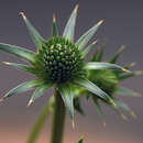 Plancia ëd Eryngium deppeanum Cham. & Schltdl.