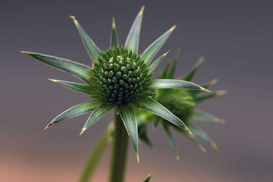 Imagem de Eryngium deppeanum Cham. & Schltdl.