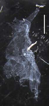 Image of Lilyopsis fluoracantha Haddock, Dunn & Pugh 2005