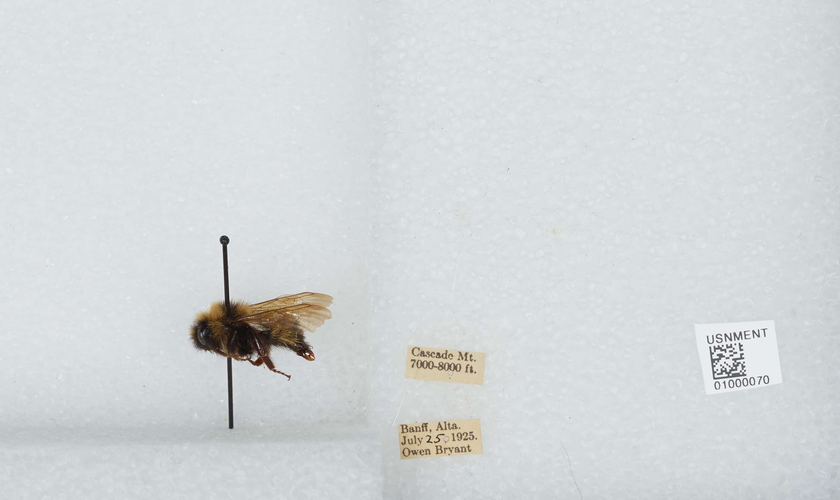 Image de Bombus insularis (Smith 1861)