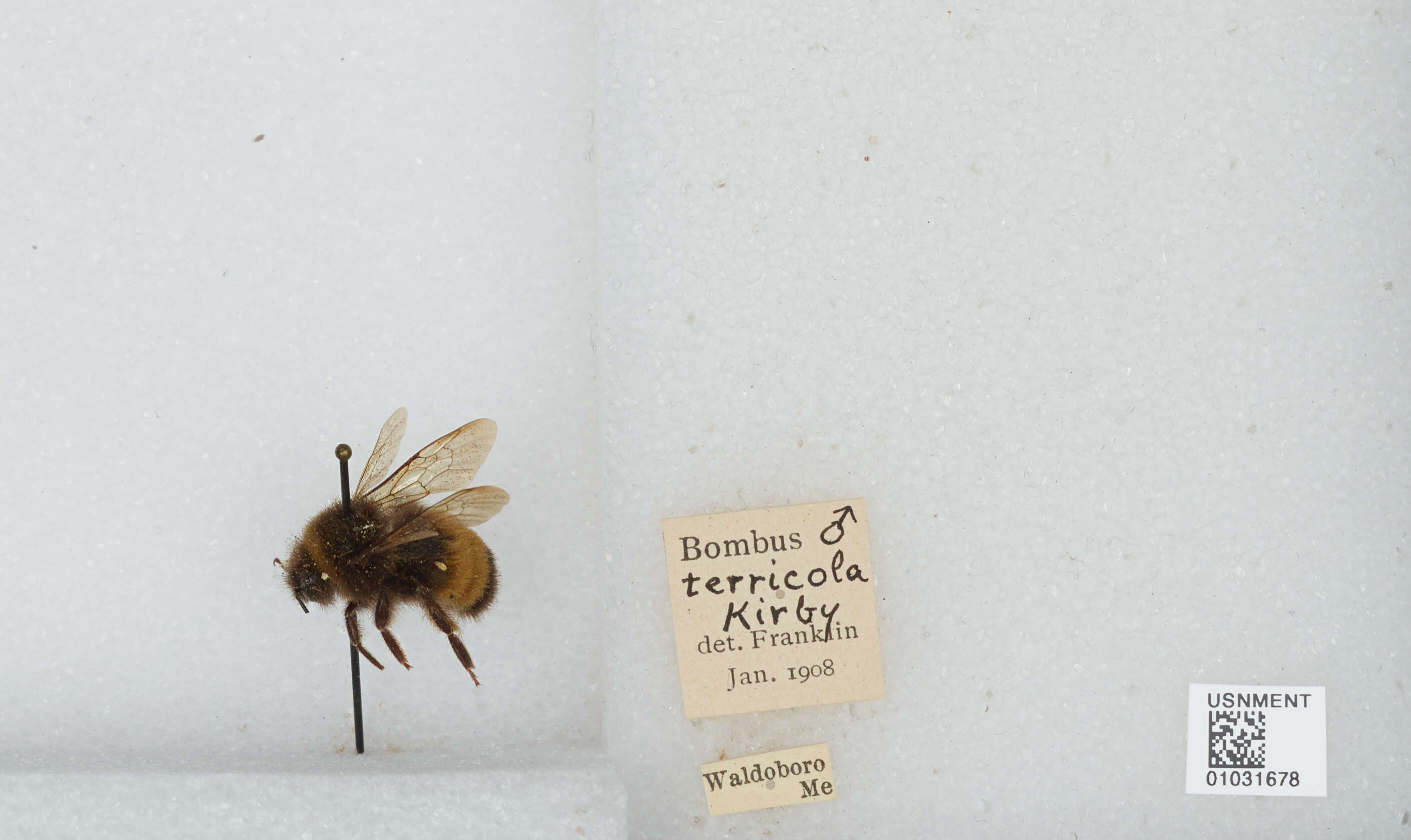 Image of Yellow-banded Bumblebee