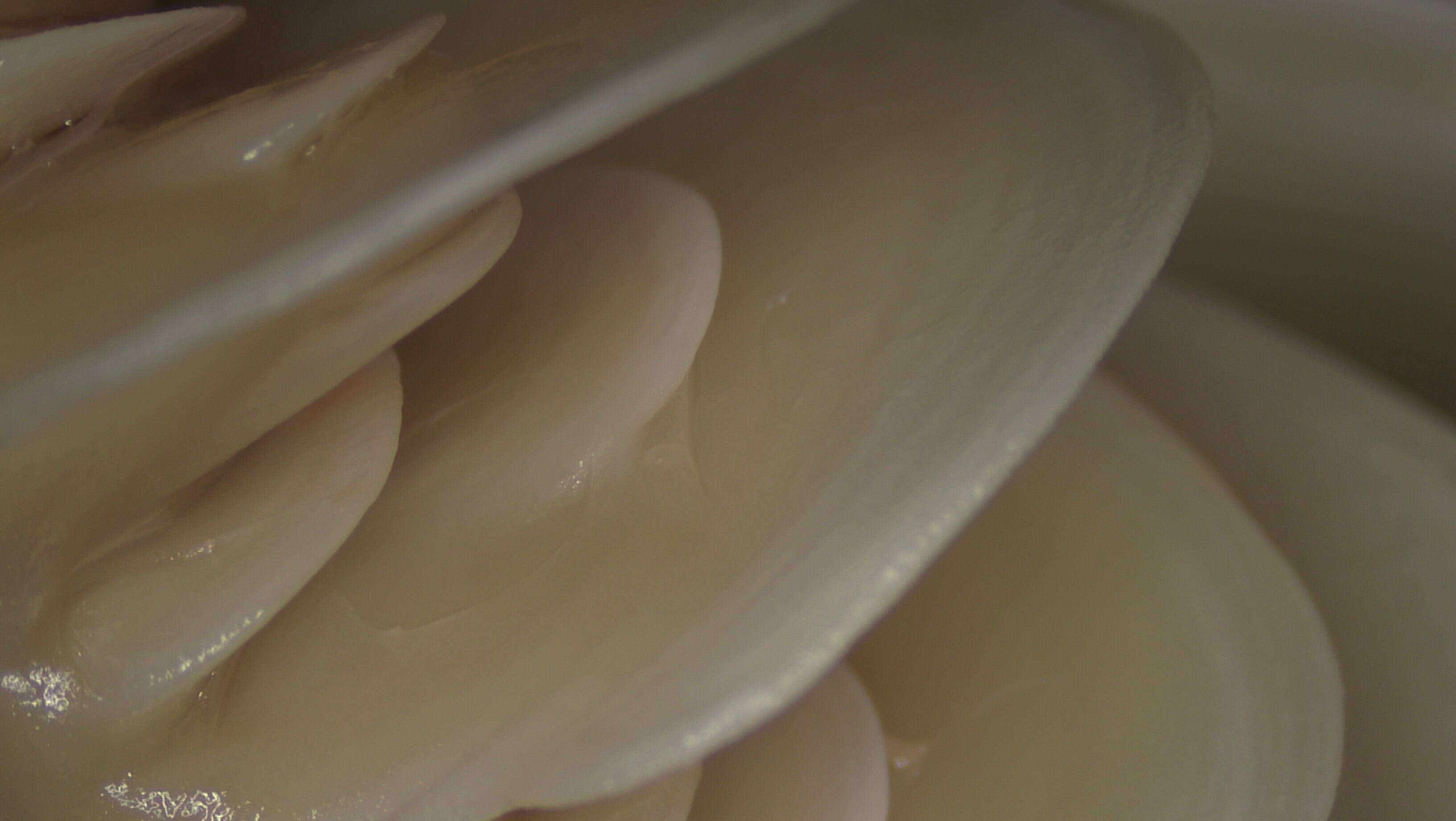 Image of Maze Coral