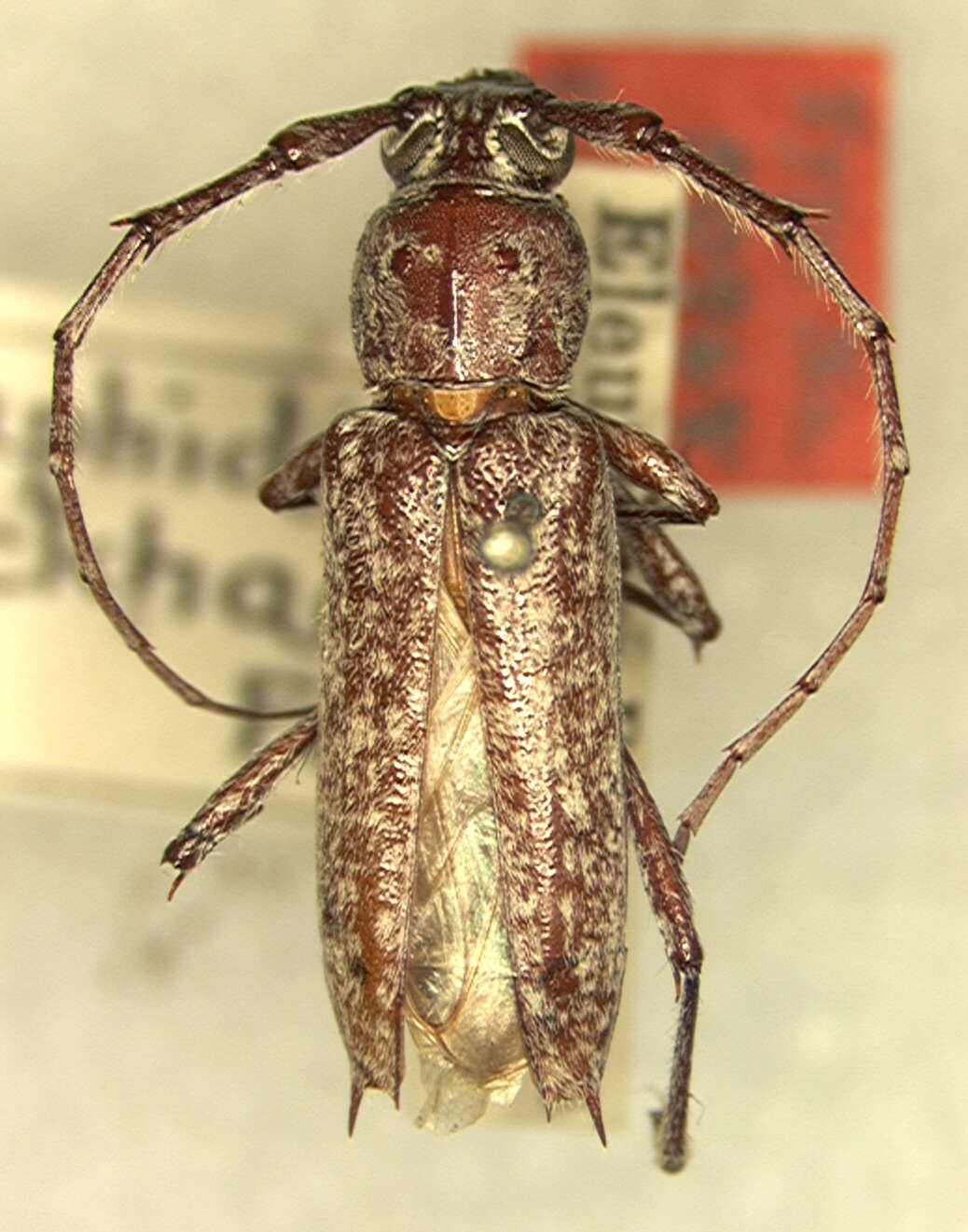 Image of Elaphidion manni Fisher 1932