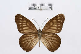 Image of Catasticta hebra (Lucas 1852)