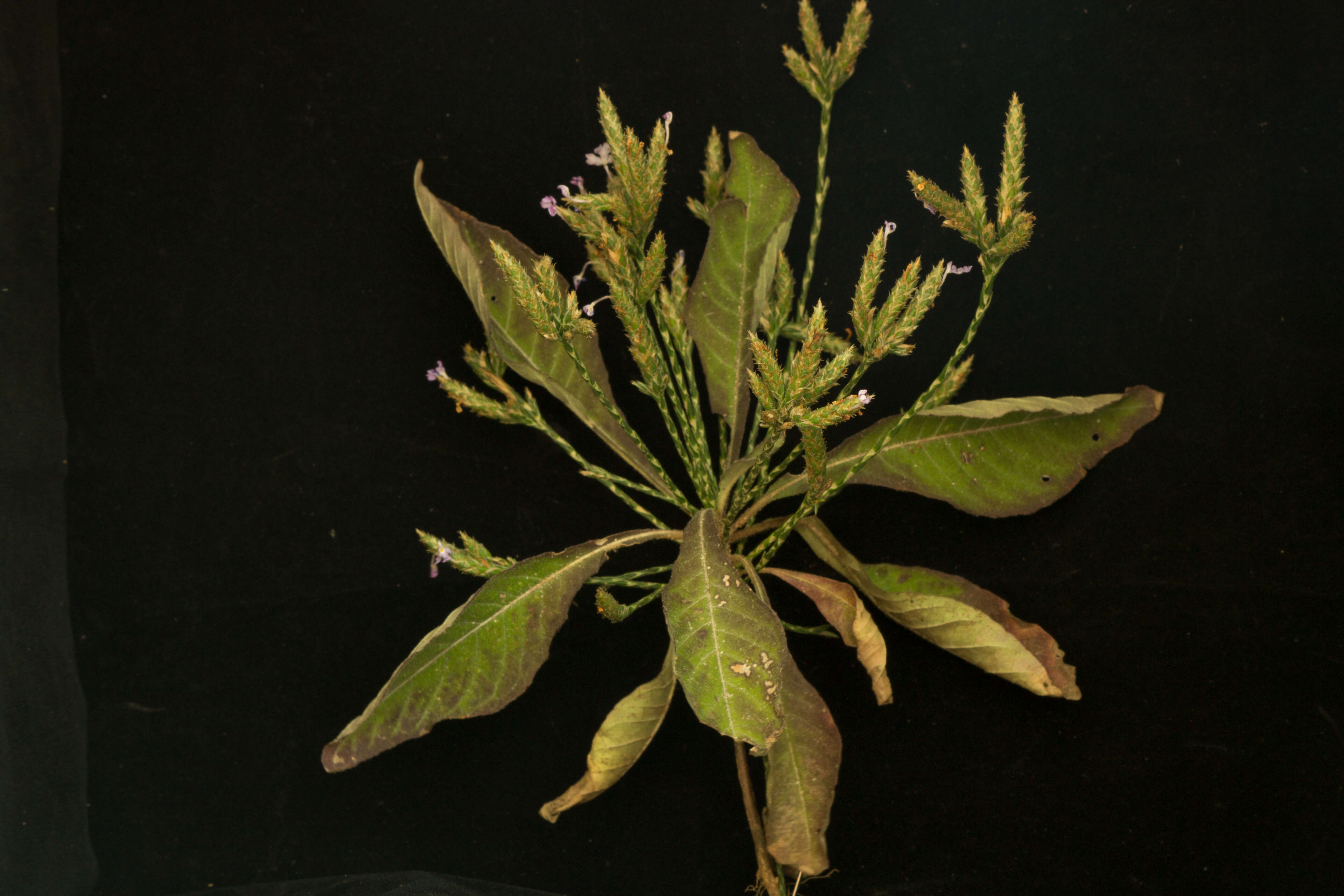 Elytraria imbricata (Vahl) Pers. resmi