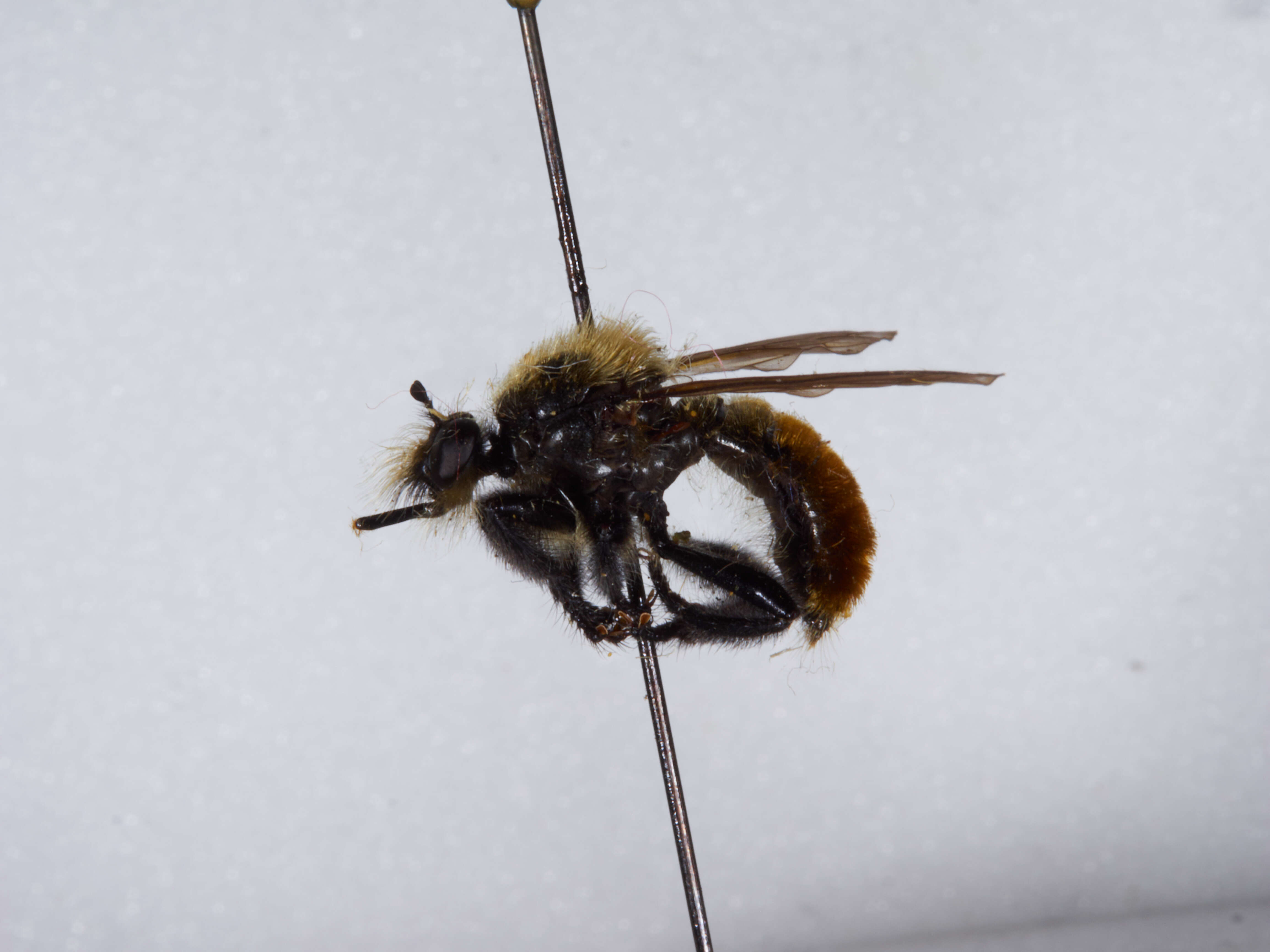 Image of Laphria janus McAtee 1919