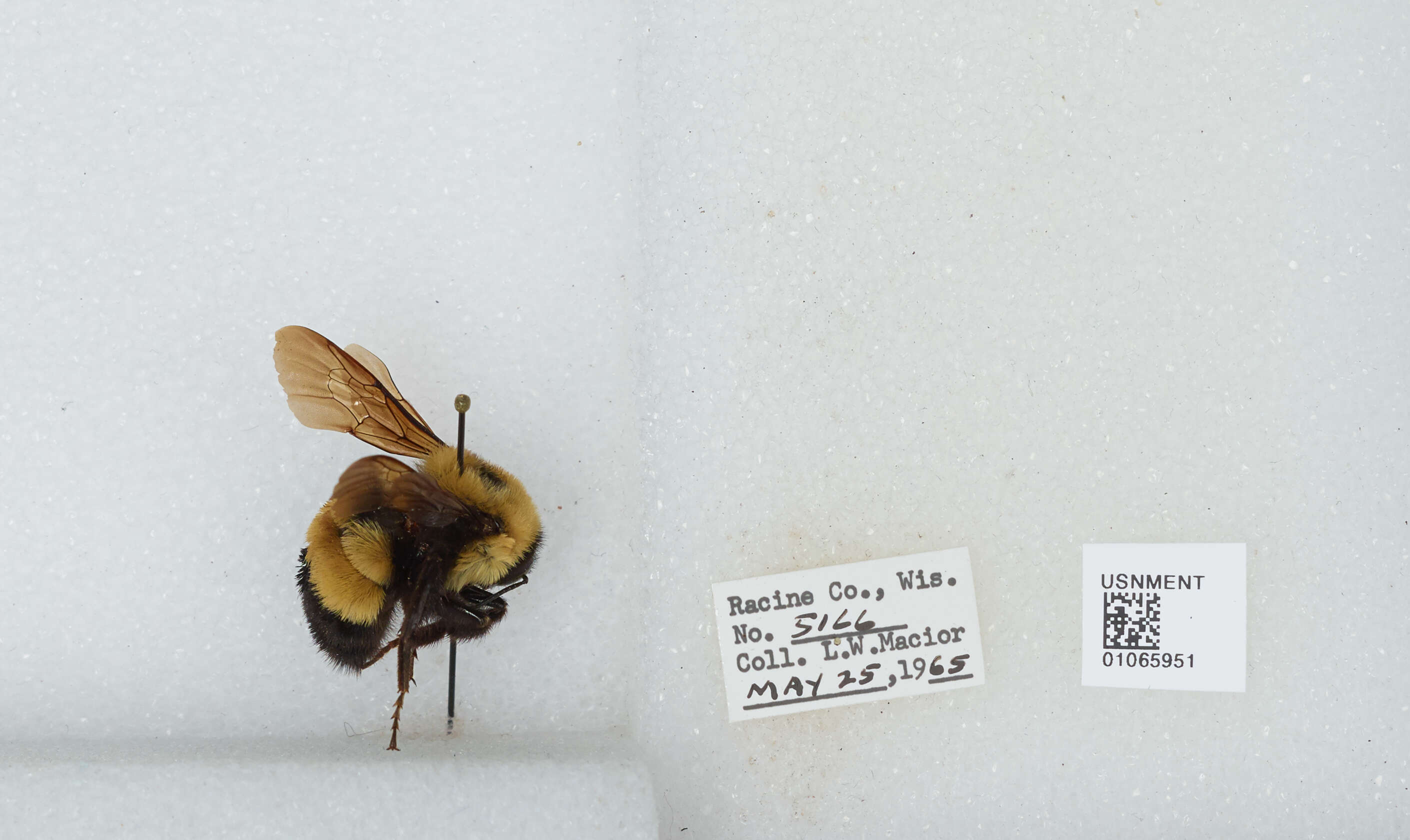 Слика од Bombus affinis Cresson 1864