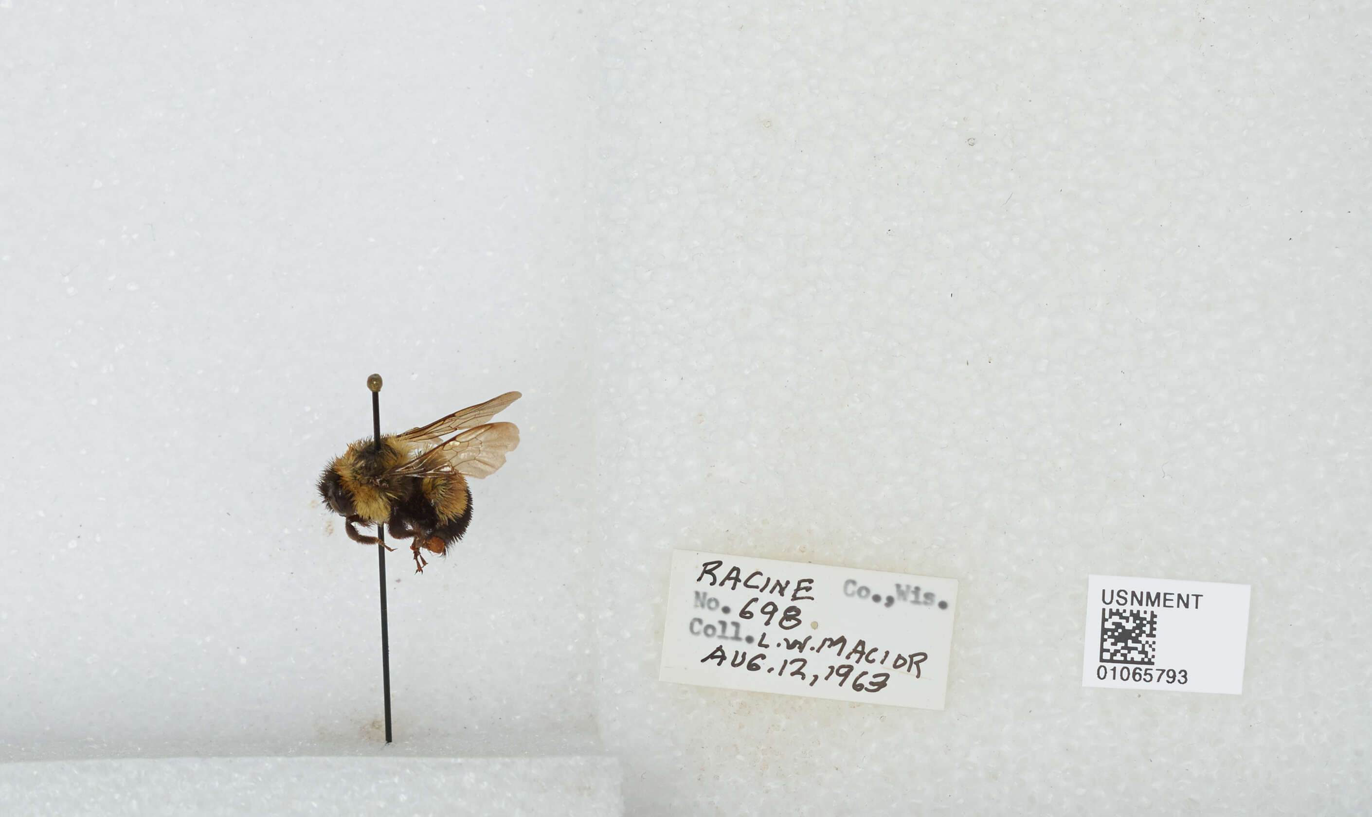 Слика од Bombus affinis Cresson 1864