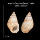 Image of Angiola fasciata (Pease 1868)