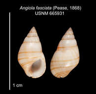 Imagem de Angiola fasciata (Pease 1868)