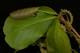 Image of tropical-almond