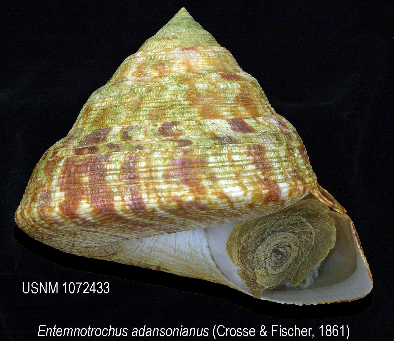 Image of Entemnotrochus P. Fischer 1885