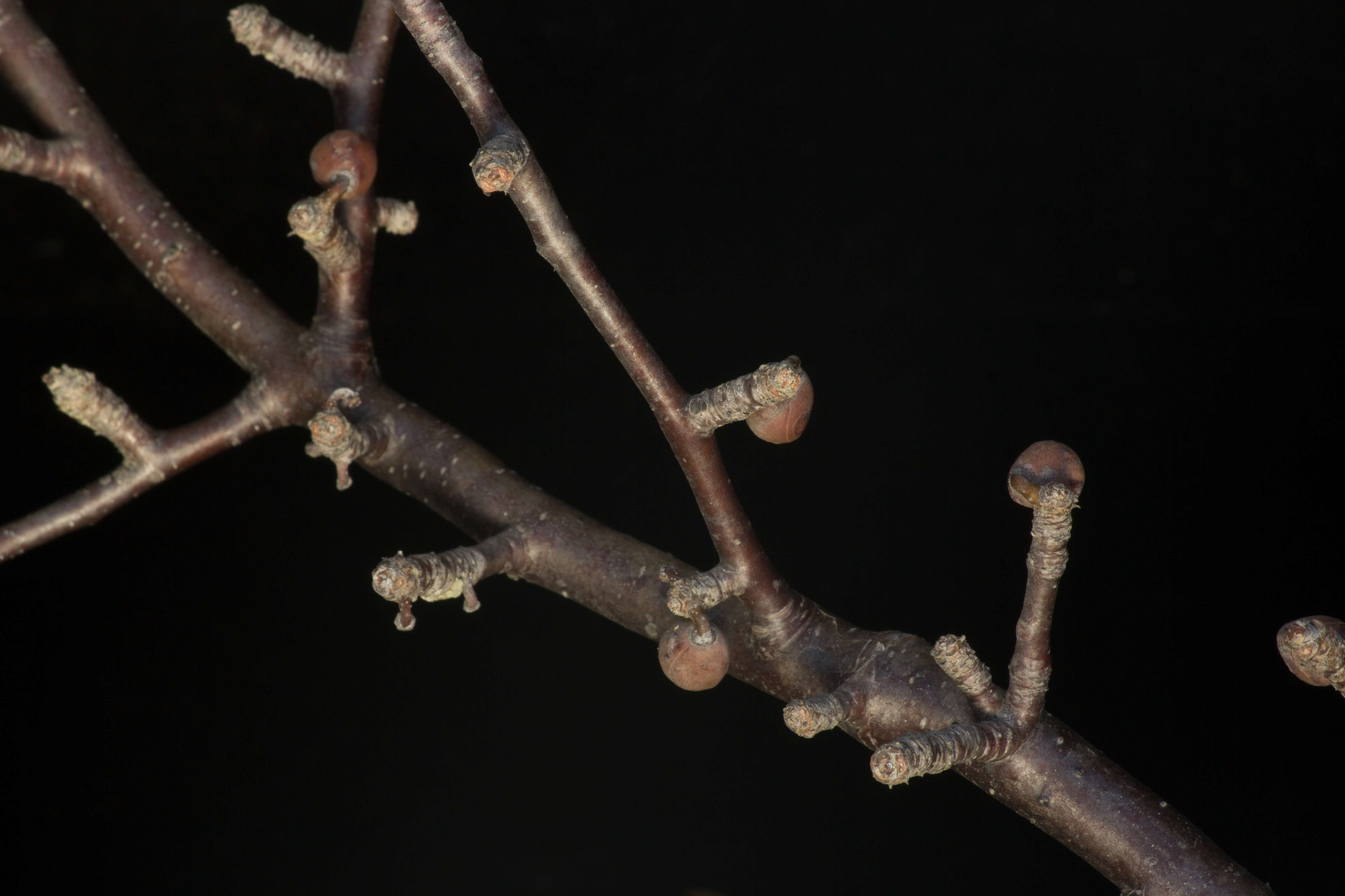 Image of Bursera schlechtendalii Engl.