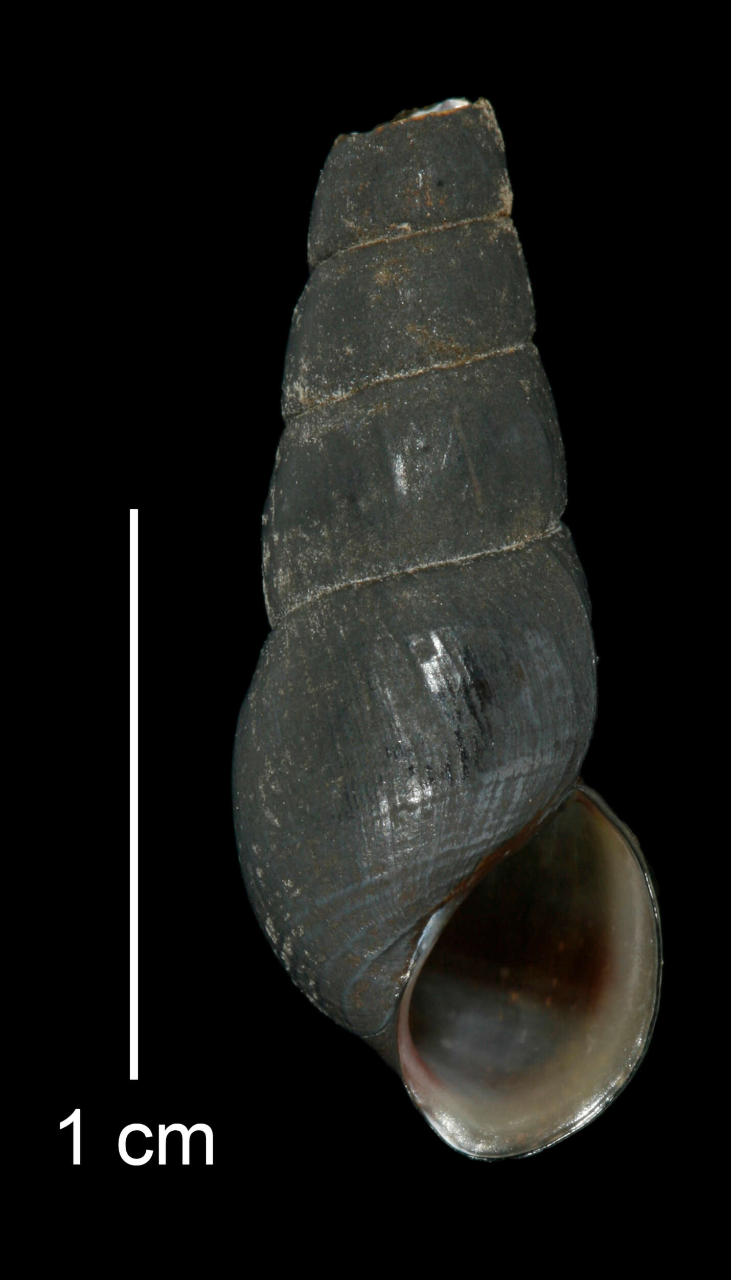 Image of Juga plicifera (I. Lea 1838)