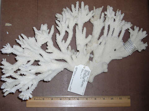 Image of Eight-ray finger coral