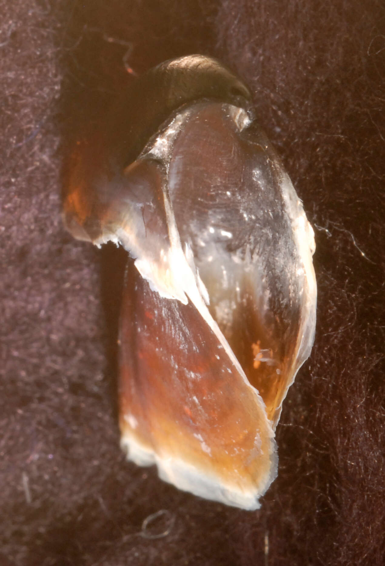 Image of Atlantic bird squid