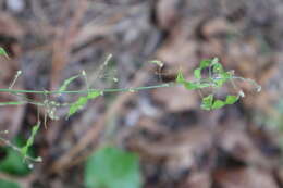 Image of panicledleaf ticktrefoil