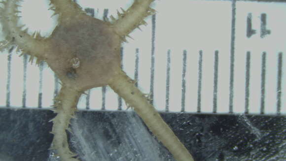 Image of Ophienigma spinilimbatum Stöhr & Segonzac 2005