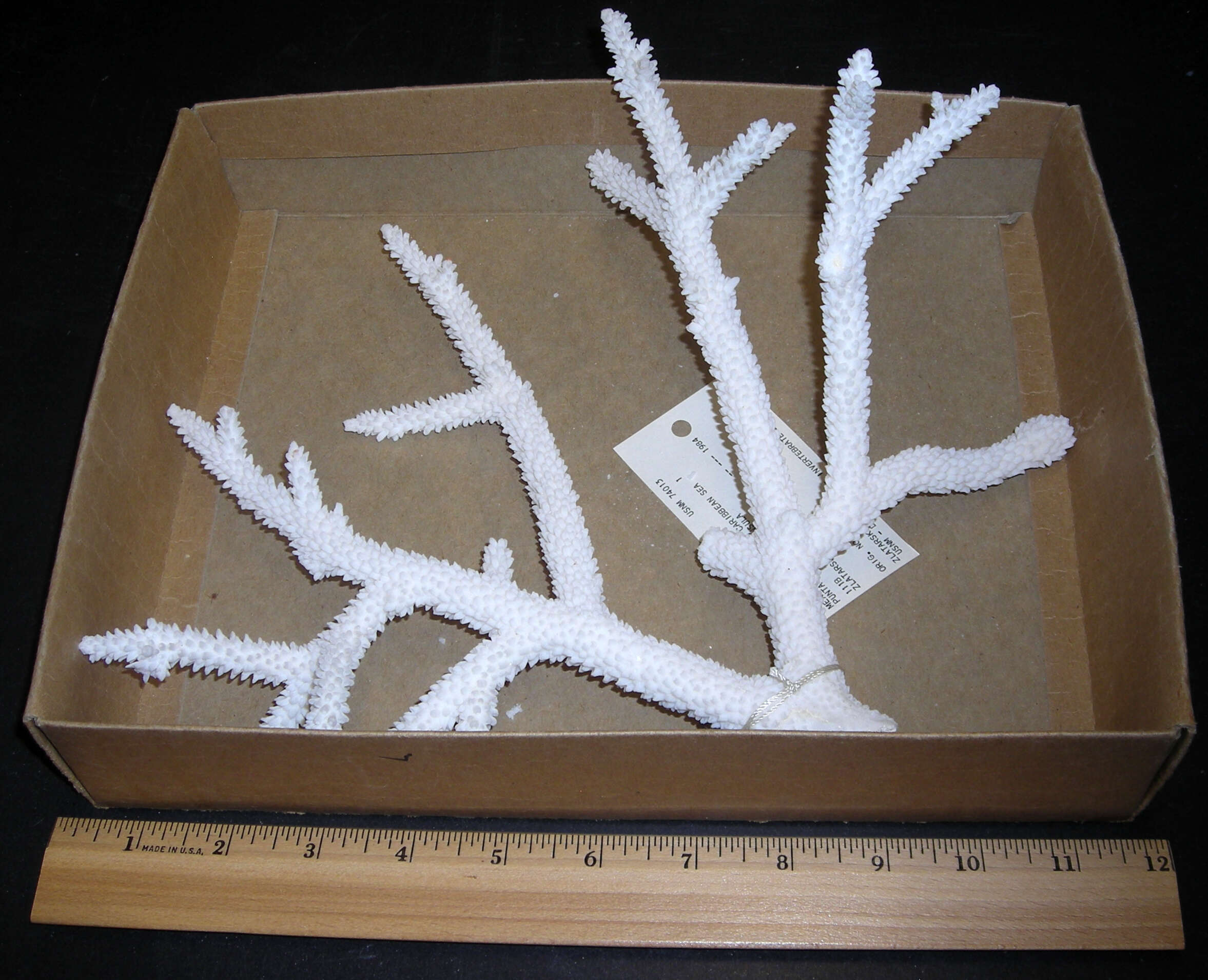 Image of Staghorn Coral