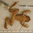 Image of Semiacuatic Treefrog