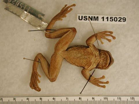 Image of Semiacuatic Treefrog