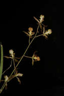 Image of Encyclia adenocarpa (Lex.) Schltr.