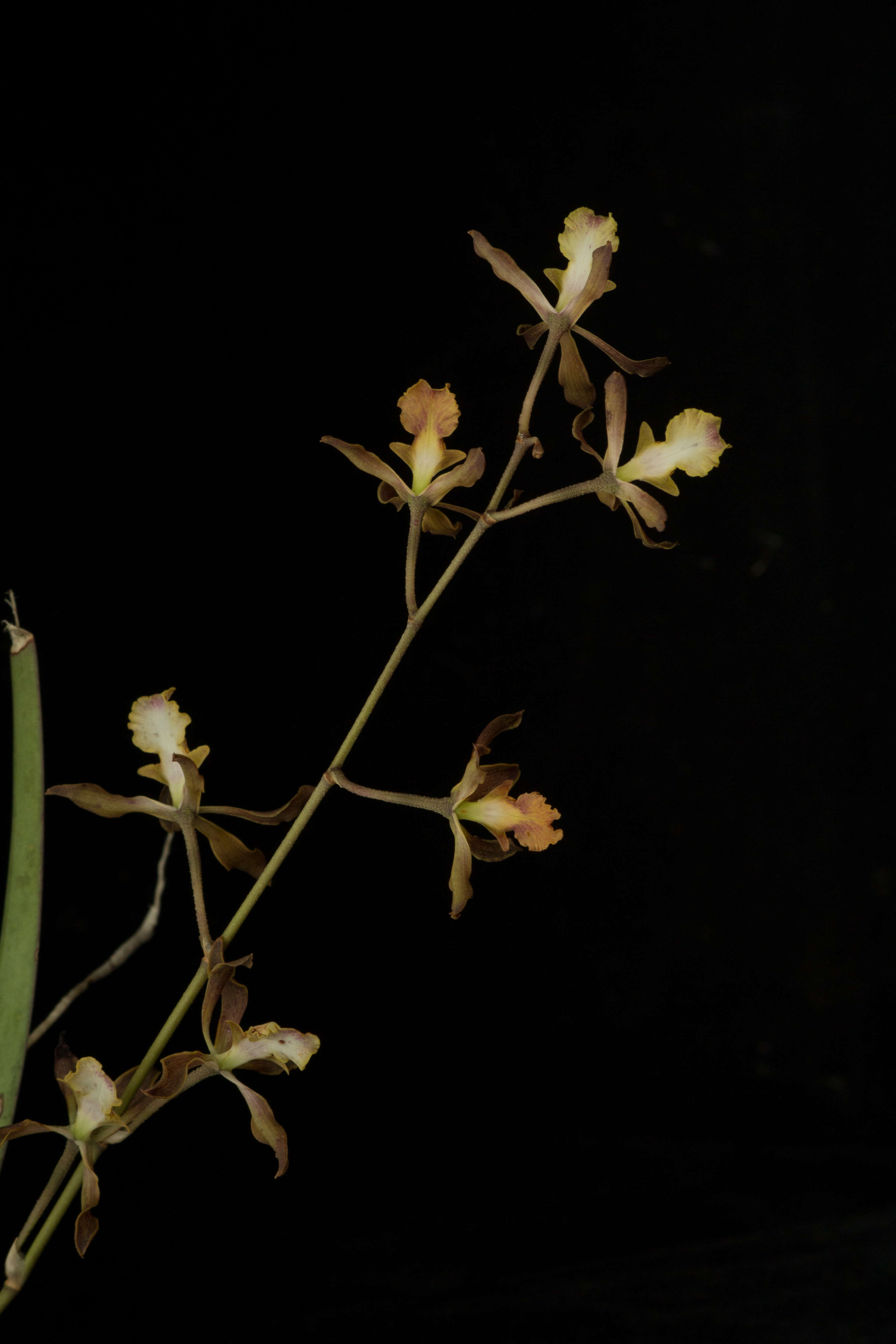 Image of Encyclia adenocarpa (Lex.) Schltr.