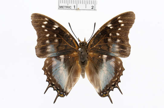 Image of Charaxes blanda Rothschild 1897