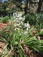 Image of Lycoris Herb.