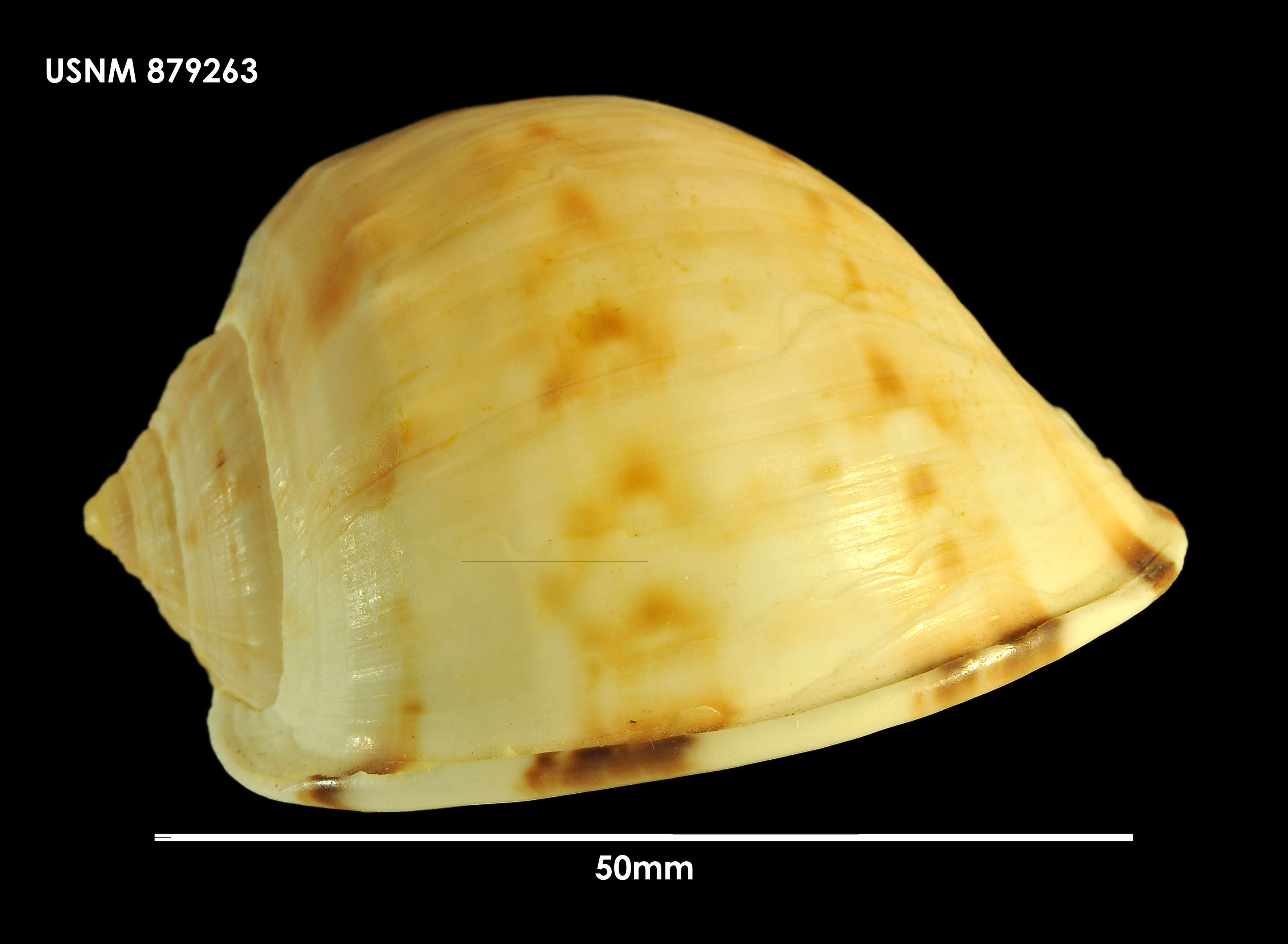 Image of Semicassis pyrum (Lamarck 1822)