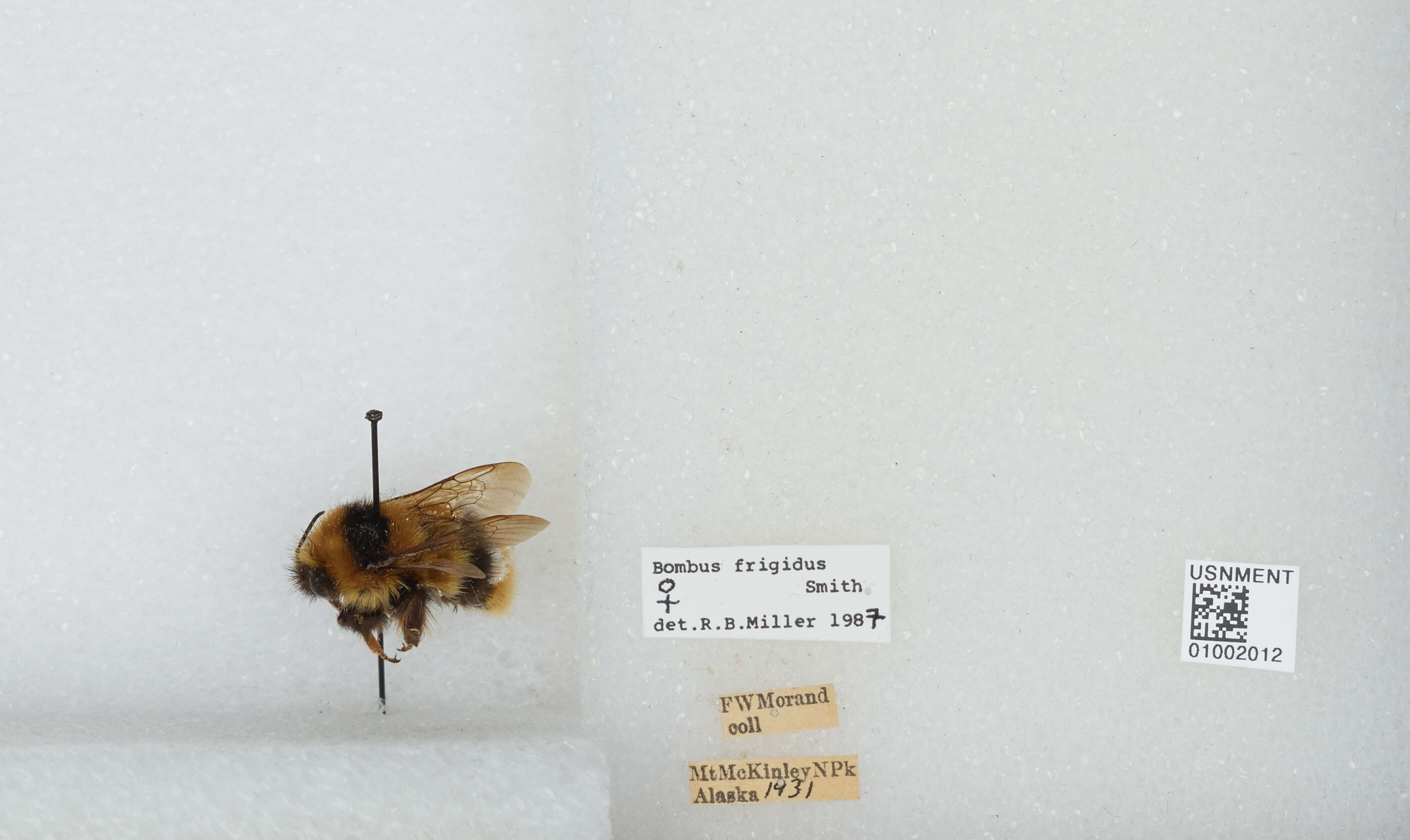 Image of Frigid Bumble Bee