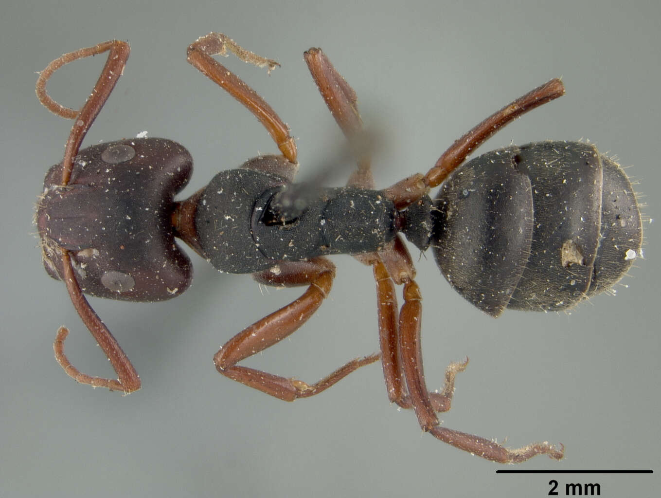 Plancia ëd Camponotus planus fernandinensis Wheeler 1919