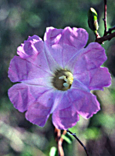 Image of Egger's morning-glory