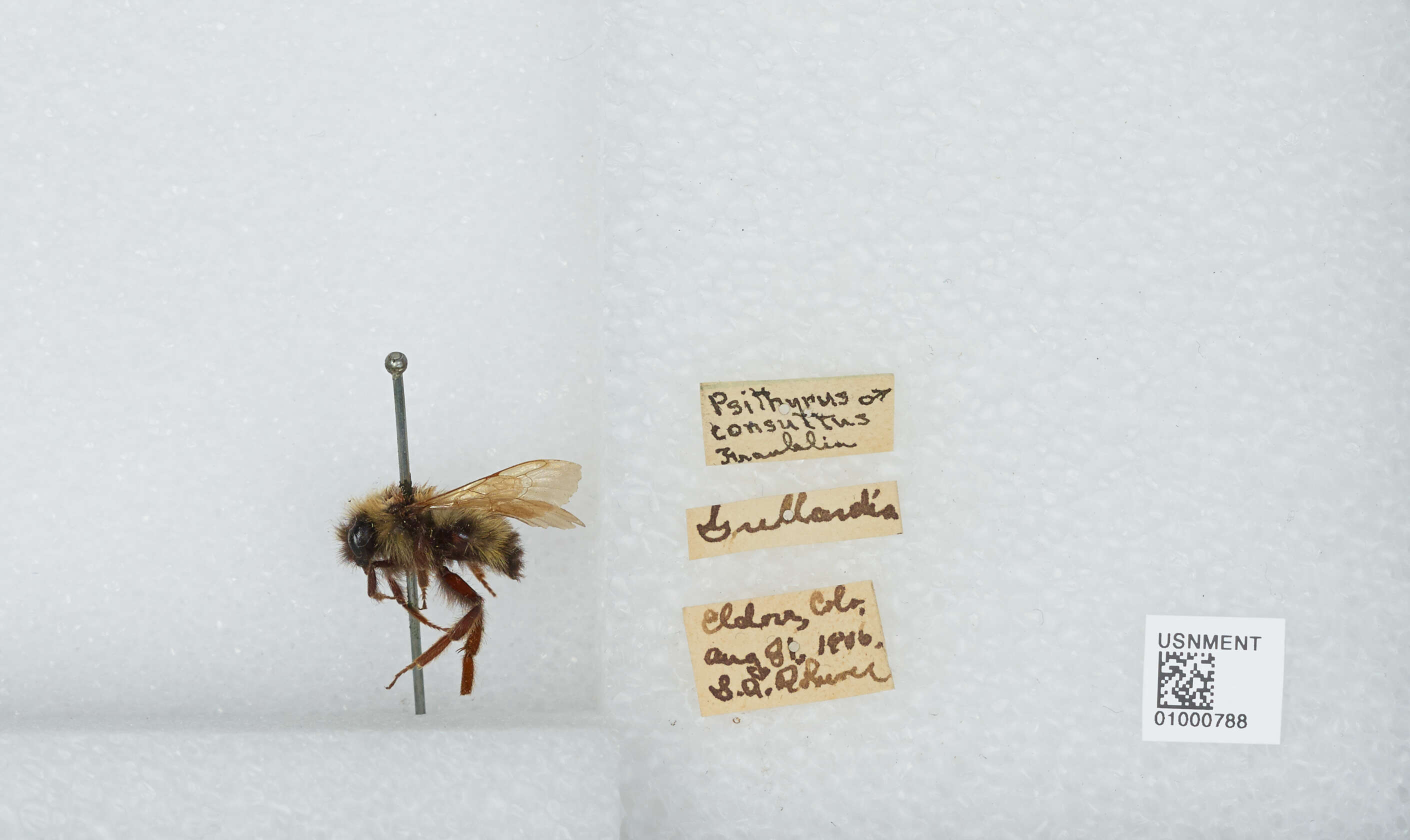 Image de Bombus insularis (Smith 1861)