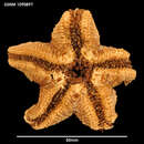 Image of Hymenaster caelatus Sladen 1882