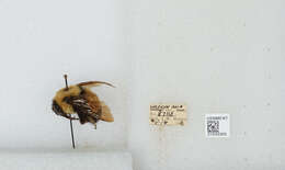 Слика од Bombus affinis Cresson 1864