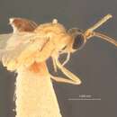 Image of Orgilus immarginatus Muesebeck 1970