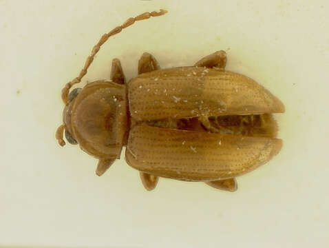 Imagem de Neocrepidodera sublaevis (Motschulsky 1859) Motschulsky 1859