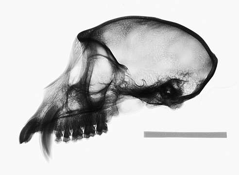 Image of Macaca fascicularis fascicularis (Raffles 1821)