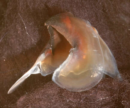 Image of arrow-finned squid