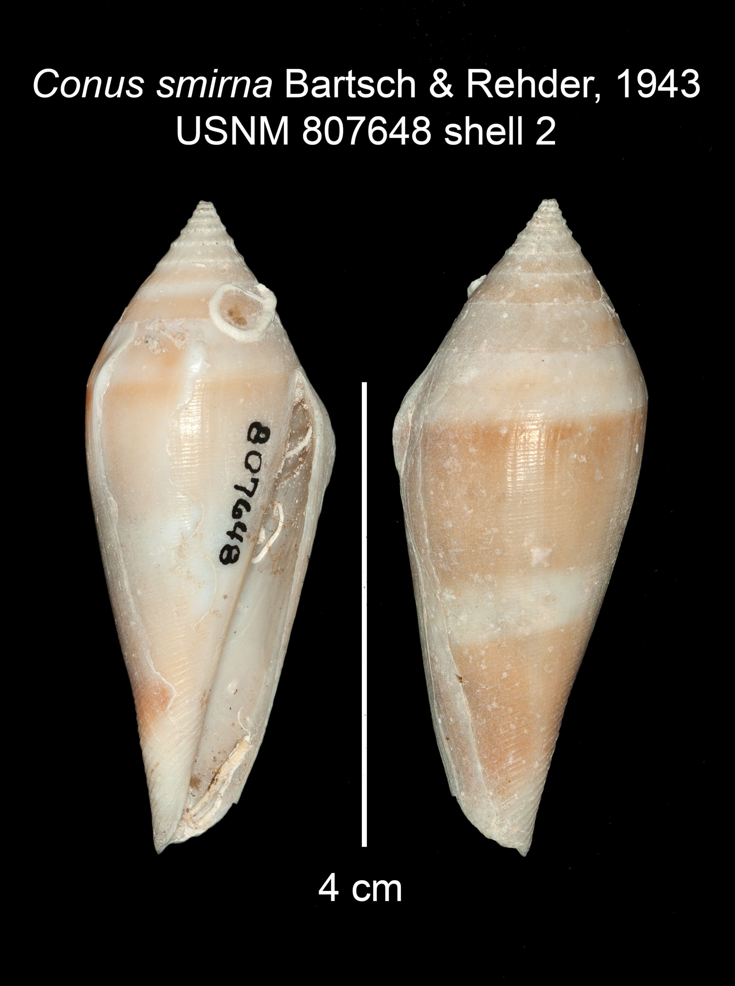 Image de Profundiconus smirna (Bartsch & Rehder 1943)