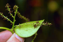 صورة Anredera tucumanensis (Lillo & Hauman) C. R. Sperling