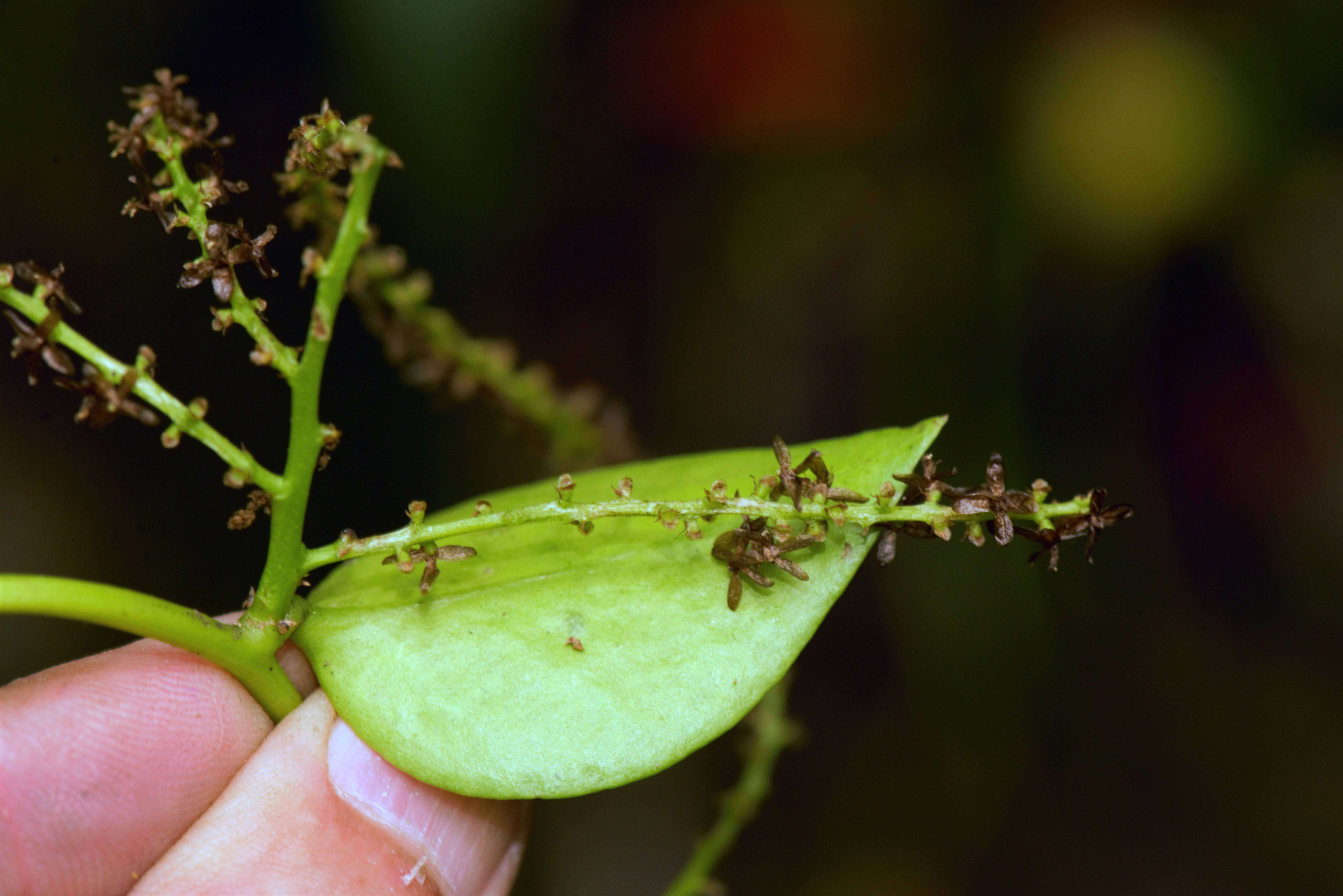 صورة Anredera tucumanensis (Lillo & Hauman) C. R. Sperling