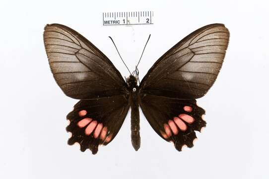 Image of Parides lysander (Cramer (1775))